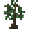 Rubber Sapling